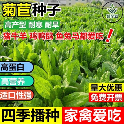 喂猪牛羊鸡鸭鹅兔草种菊苣菜种子