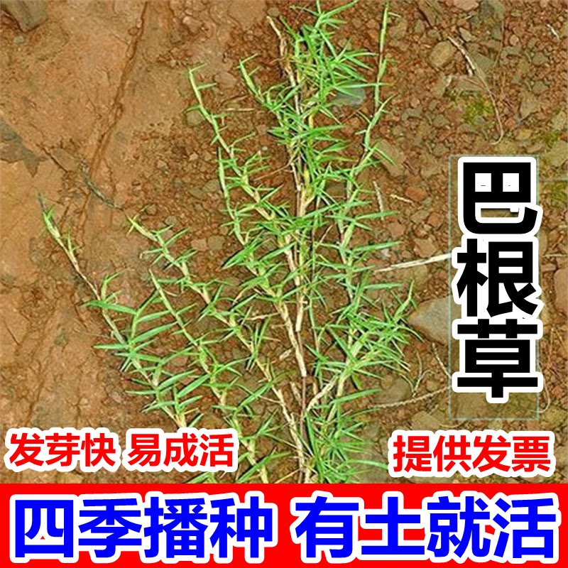巴根草牛筋草种子狗牙根护坡绿化专家防水土流失种子护坡固土草籽
