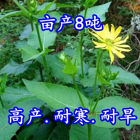 串叶松香草种子牧草多年生猪牛羊鹅食用华夏中华神菊教授菊种籽