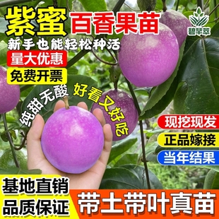 新品种紫蜜一号百香果甜蜜蜜二个一斤甜品种耐寒性强南北果树苗