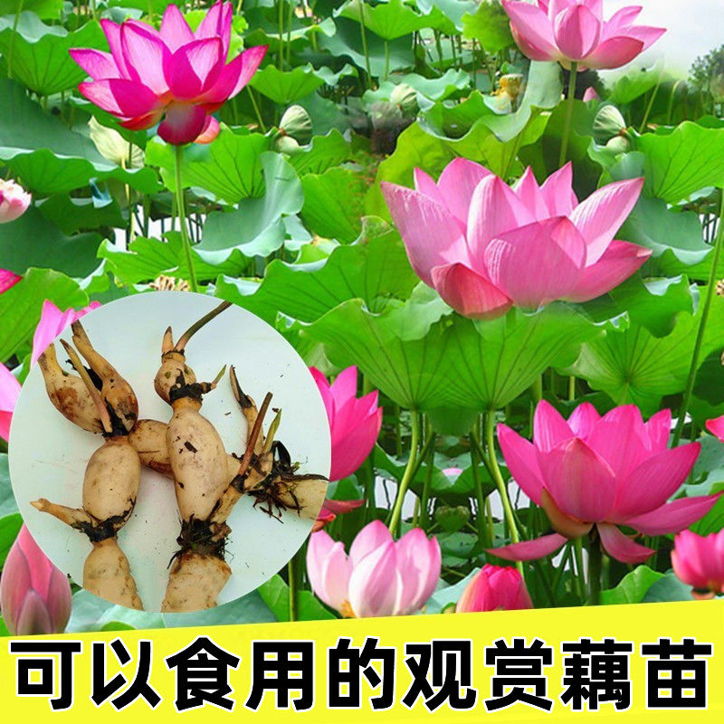 池塘大型观赏荷花苗种藕苗 莲藕种苗 盆栽荷花种根苗莲藕苗莲花苗