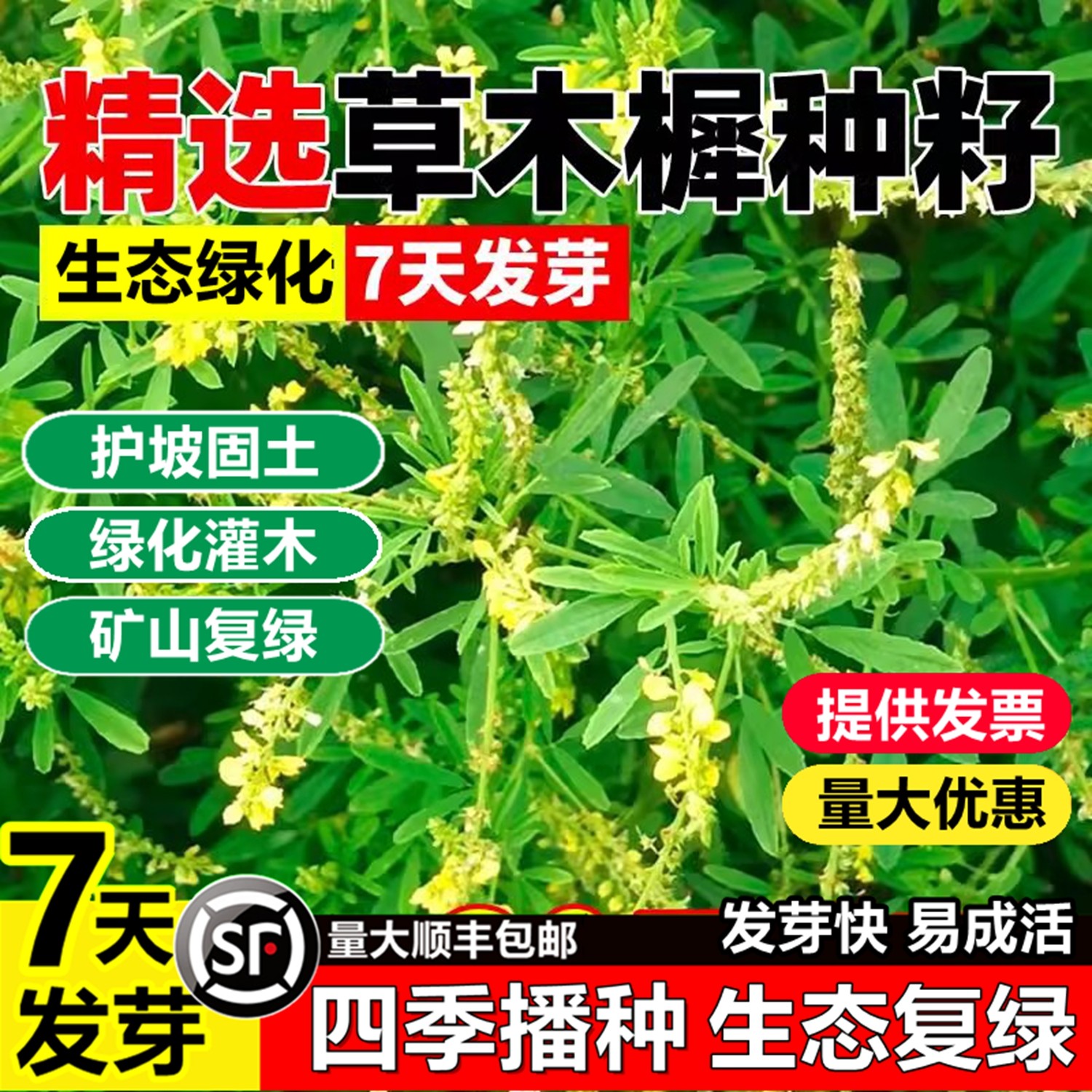 草木犀种子樨多年生蜜源耐盐碱寒