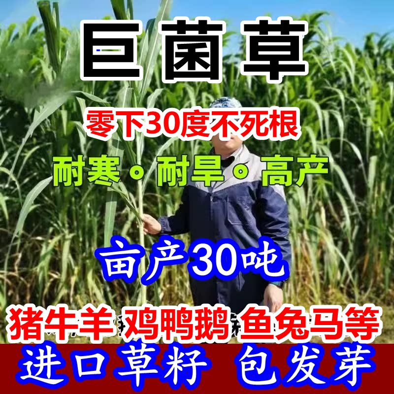 高产巨菌草种子多年生四季牧草种子甜象草皇竹草种籽喂牛猪羊鱼鸡