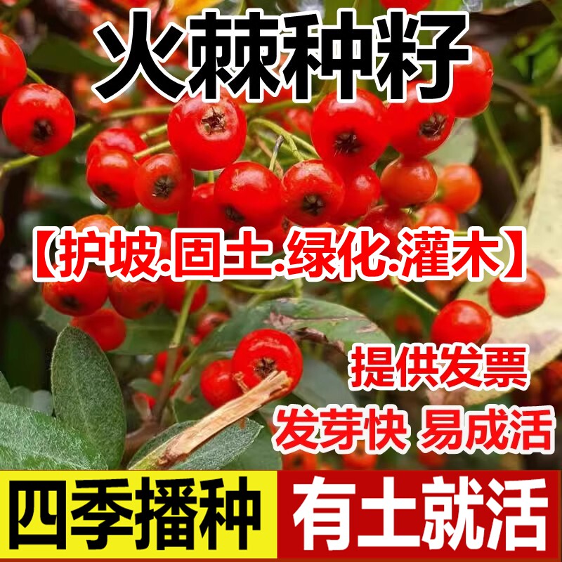 新采火棘种子火棘种籽林木树种沙棘围墙铁篱笆种子红刺木黑刺耐旱