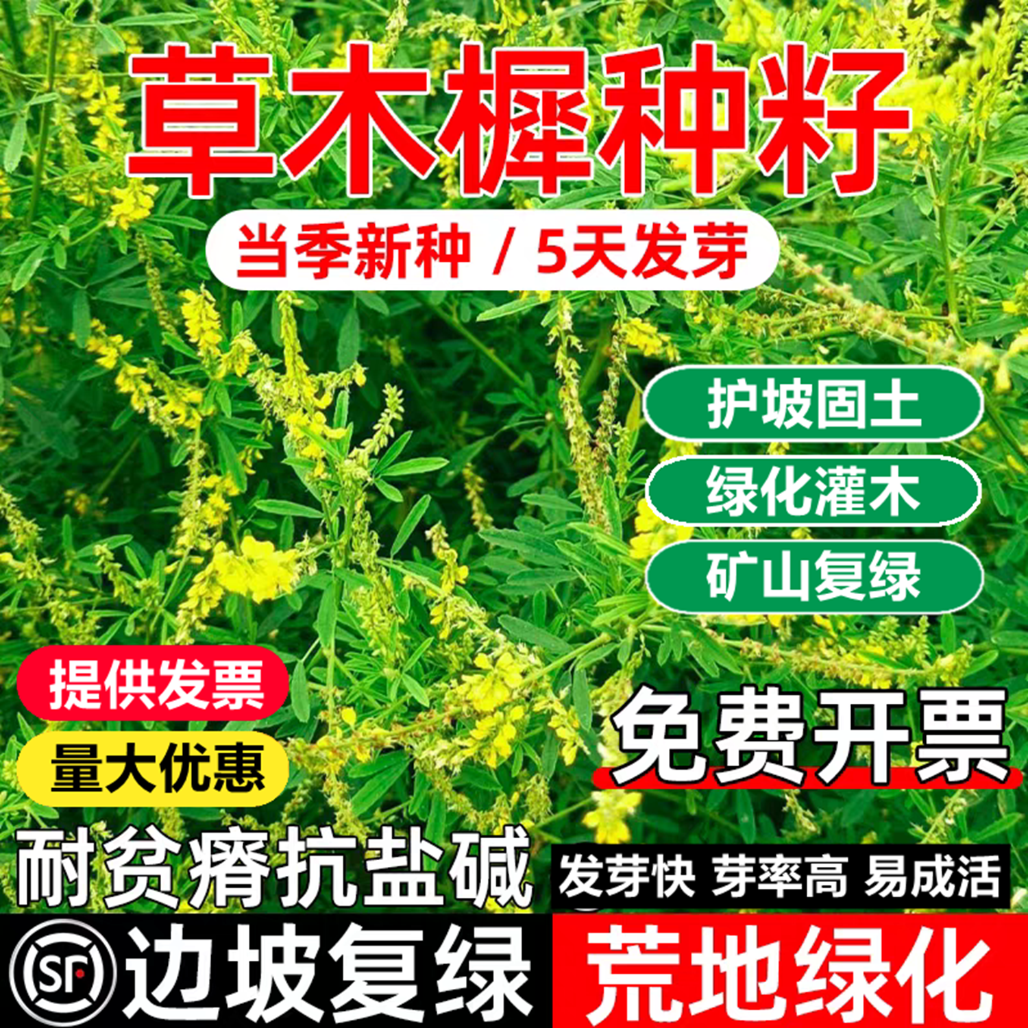 草木樨种子籽草木犀黄花蜜源牧草