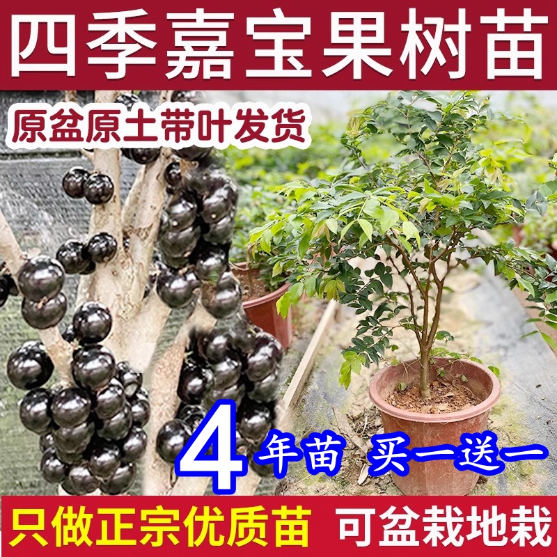 嘉宝果树苗树葡萄苗正宗台湾树葡萄沙巴四季盆栽南北种植当年结果