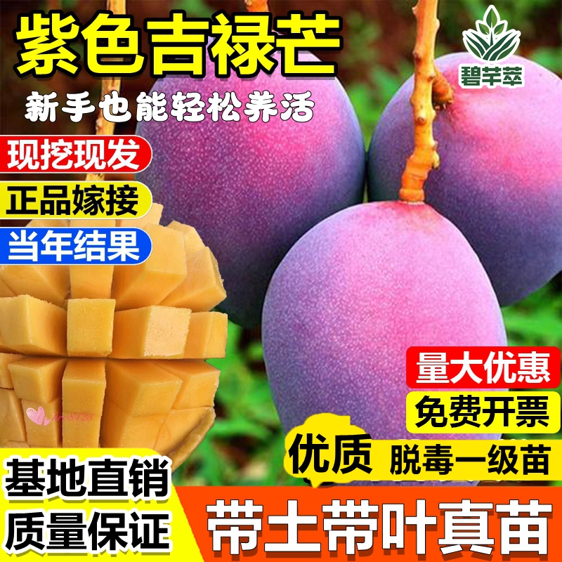新品紫色吉禄芒果树苗优质嫁接苗南北果树四季耐寒盆地栽当年结果