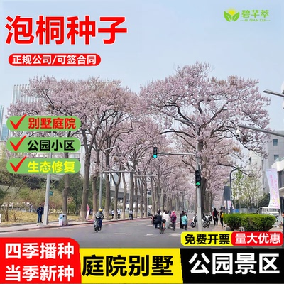 泡桐树种子轻型木质木材树木白花大果泡桐空桐树工程绿化生态修复