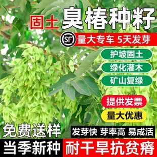 新采臭椿树林木种子臭椿种子乔木造林树苗绿化种籽红油香椿种包邮
