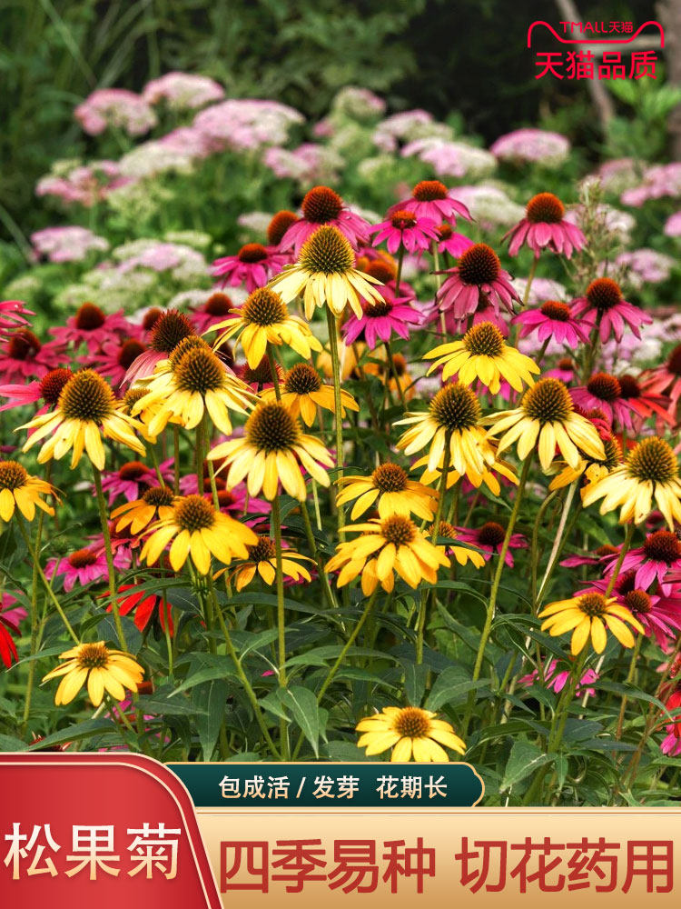 松果菊种子四季种开花易活紫松果菊花多年生花籽孑宿根庭院室外