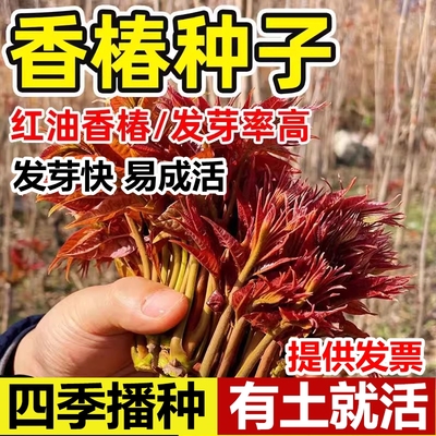 香椿籽种红油香椿四季牙苗菜蔬菜