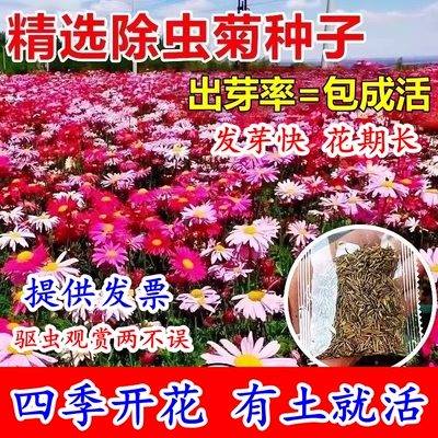 除虫菊花卉种子籽四季播种开花