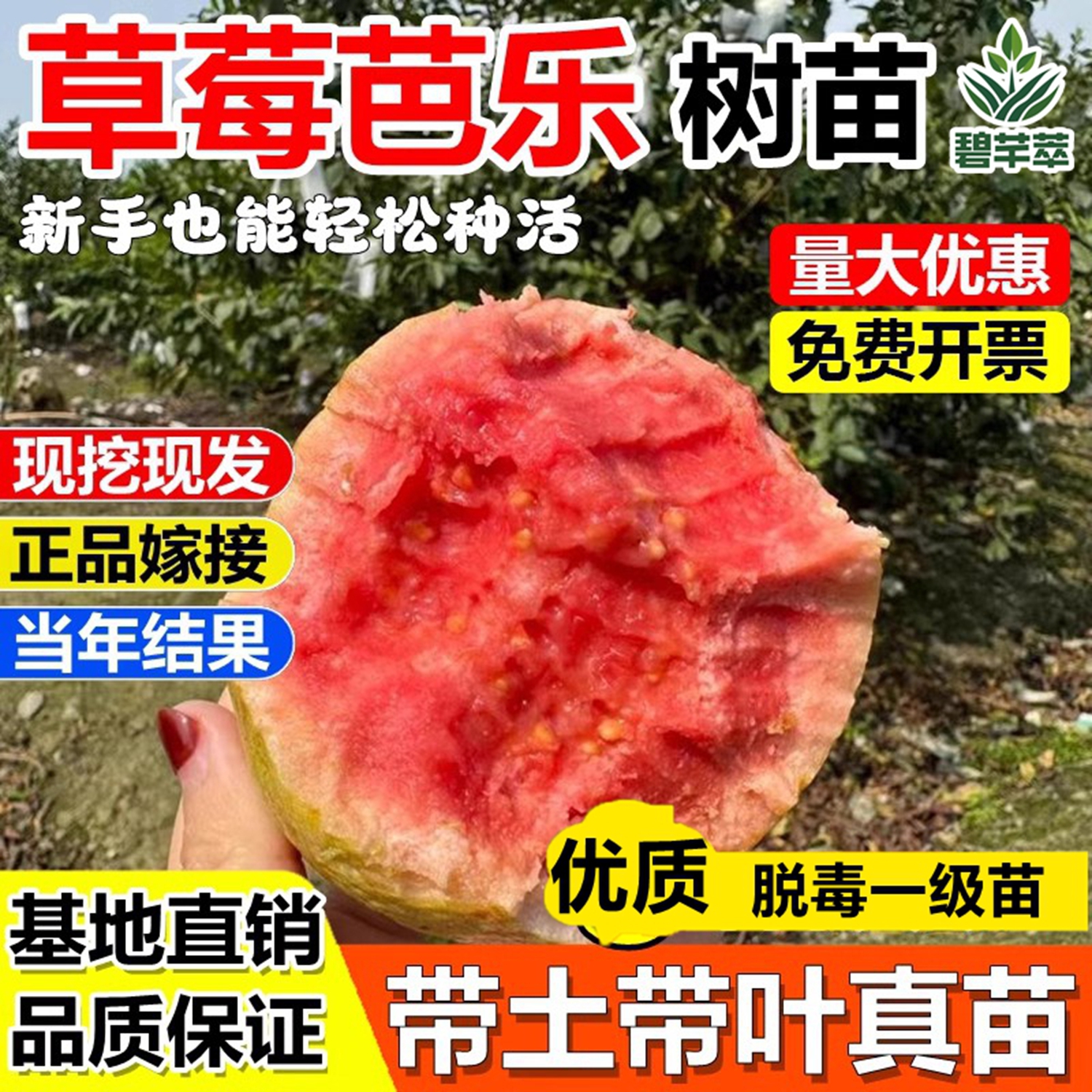 草莓芭乐嫁接果树苗红心奶油芭乐