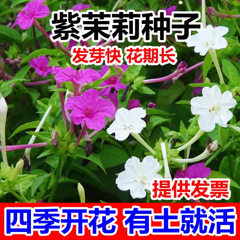 白茉莉花种子阳台室内驱蚊盆栽四季种双色虎头紫茉莉花植物花籽