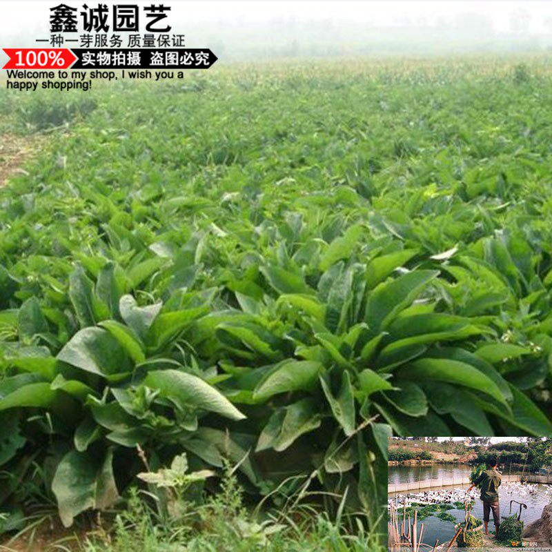 进口多年生牧草种子俄罗斯饲料菜种子一年四季高产养牛羊猪鸡鸭鹅
