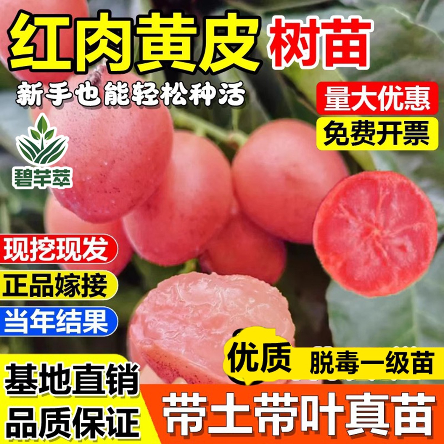 新品红皮红肉无核黄皮嫁接果树苗黑金刚冰糖黄皮盆栽地栽当年结果