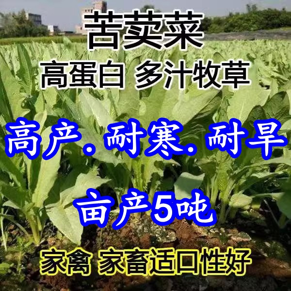 大叶牧草种子多年生苦荬菜种子鹅菜种子四季苦麦菜猪鸡鸭鹅鱼种籽-封面