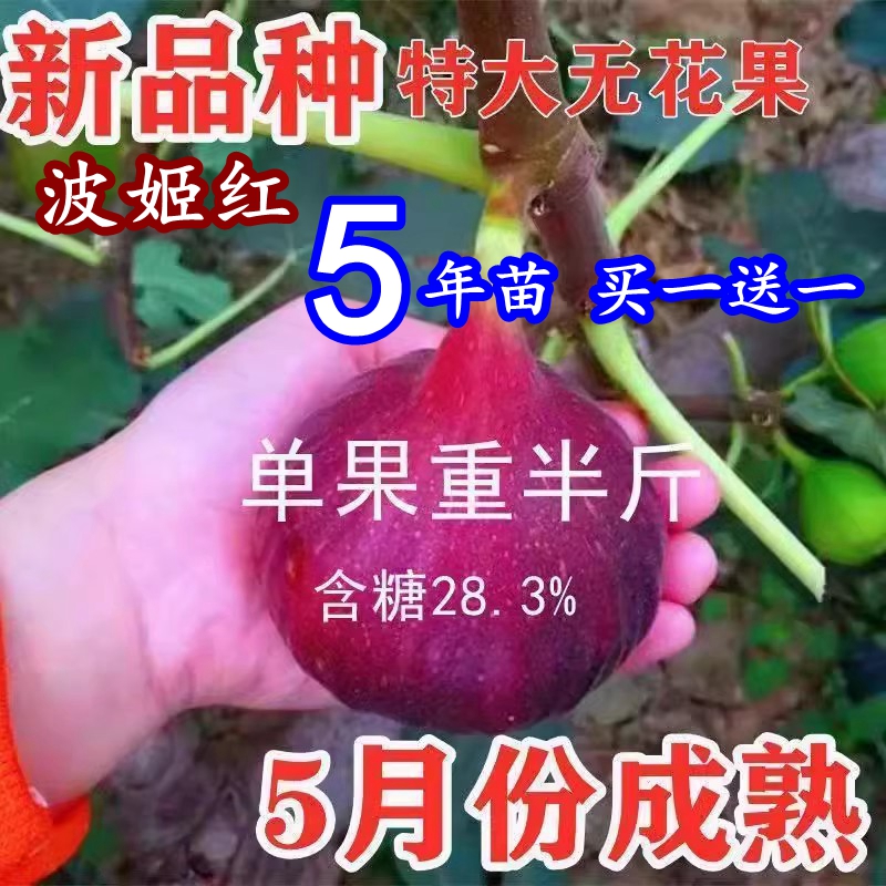 新品种波姬红无花果树苗特大紫果无花果苗盆栽地栽南北方种植结果 鲜花速递/花卉仿真/绿植园艺 果树 原图主图