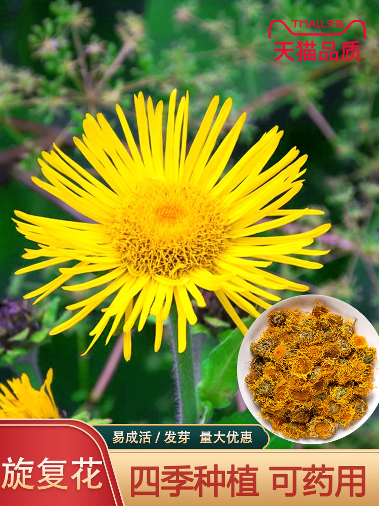 旋覆花种子草籽别名金佛花种子四季开花金佛草籽六月菊旋复花