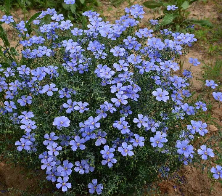 花御凰秋季室内阳台垂吊植物