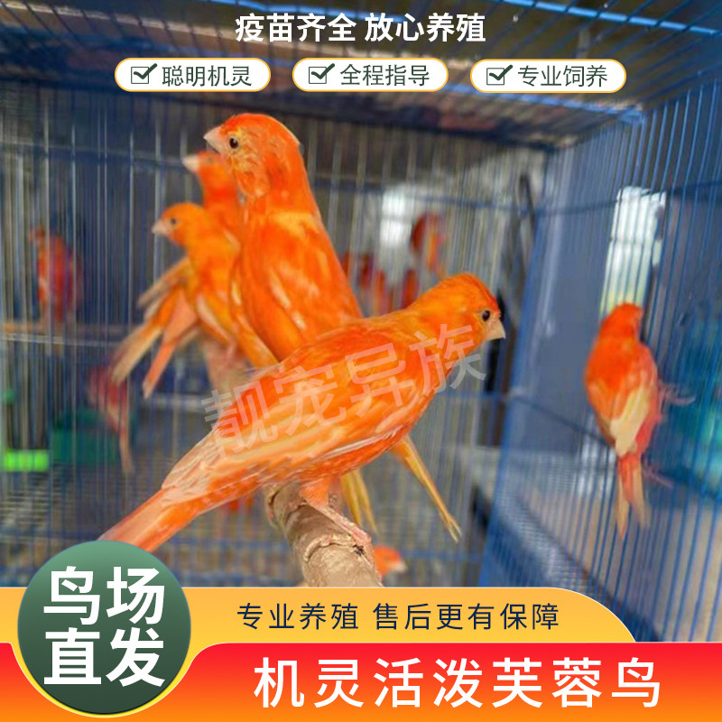 玉鸟活体芙蓉鸟金丝雀鸣唱笼养鸟山东黄扬州黄辣椒红德国桂皮包邮