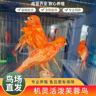 玉鸟活体芙蓉鸟金丝雀鸣唱笼养鸟山东黄扬州黄辣椒红德国桂皮包邮