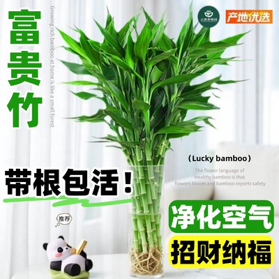 带根富贵竹水培植物室内好养绿植