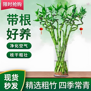 带根水养转运竹弯竹室内客厅招财富贵竹水培植物盆栽开运直竹龙竹