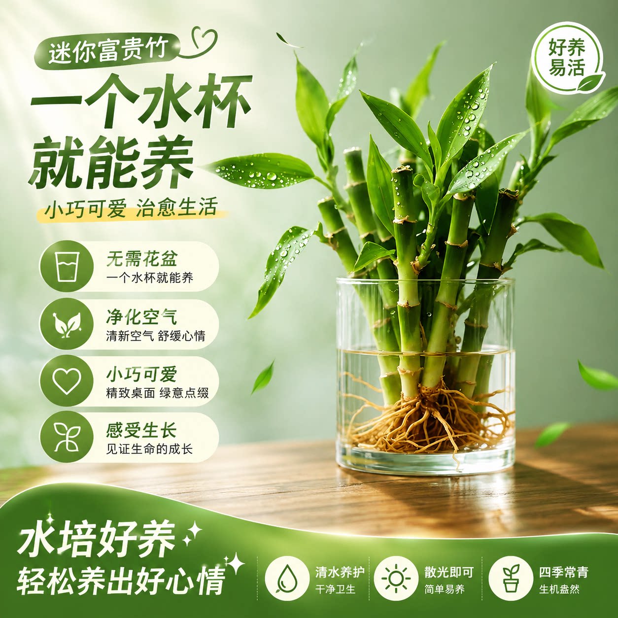 迷你富贵竹水培植物室内好养小绿植办公桌面花卉盆栽矮富贵文昌竹图片
