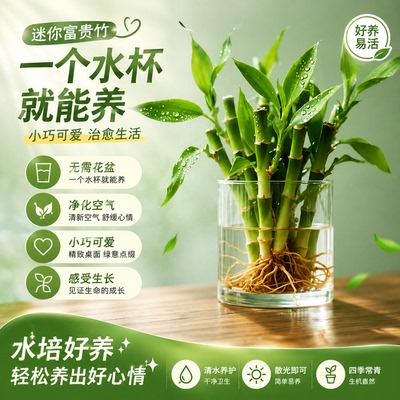 迷你富贵竹小型水培植物室内小绿植办公桌面花卉盆栽文昌竹好养活