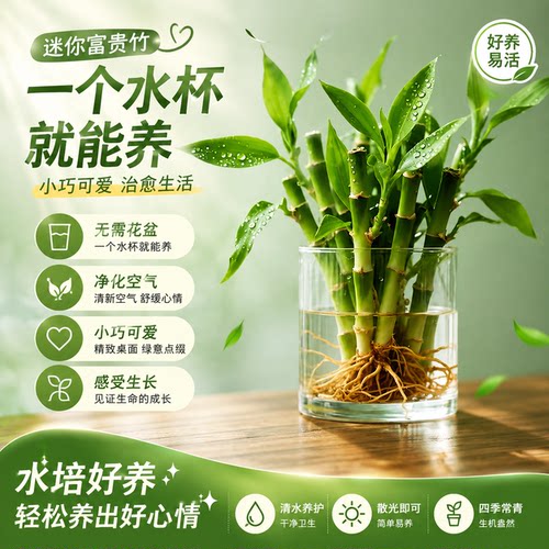 迷你富贵竹水培植物室内好养小绿植办公桌面花卉盆栽矮富贵文昌竹