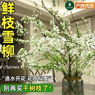 雪柳鲜枝水培植物室内新年装饰鲜花卉盆栽带花苞龙柳干枝耐寒绿植