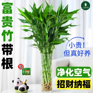 带根富贵竹水培植物室内客厅好养招财绿植花卉盆栽观音竹文昌竹