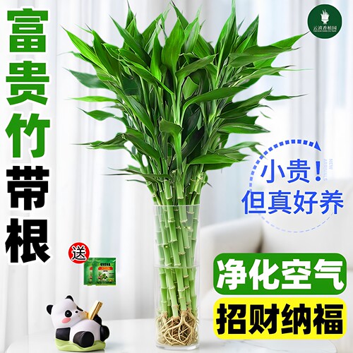 【好评率99.7%】富贵竹美观好养