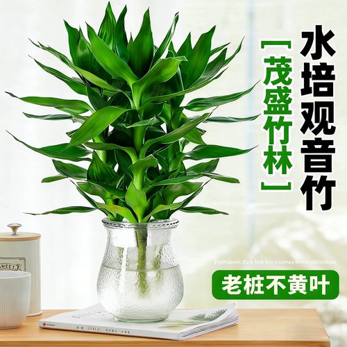 观音竹水培植物室内好养活桌面装饰花卉招财绿植盆栽富贵竹文昌竹
