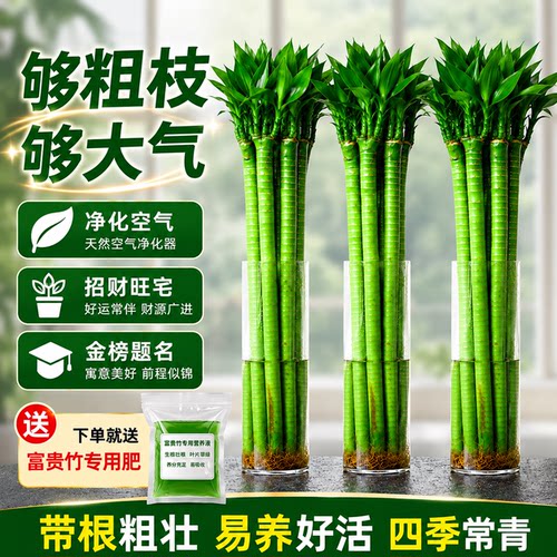 带根文昌竹文竹龙竹观音竹转运竹富贵竹植物水养书桌盆栽水培绿植