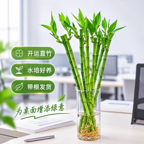 开运竹富贵竹水培植物带根文昌竹室内桌面好养绿植盆栽迷你富贵竹