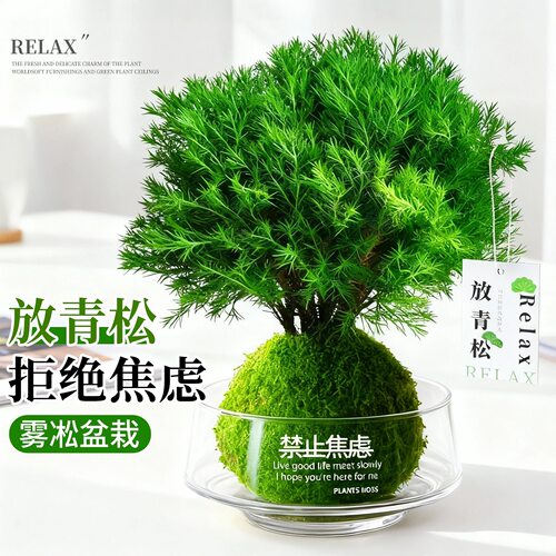 放青松雾凇苔藓球水培植物室内办公桌面绿植情绪稳定好养花卉雾松