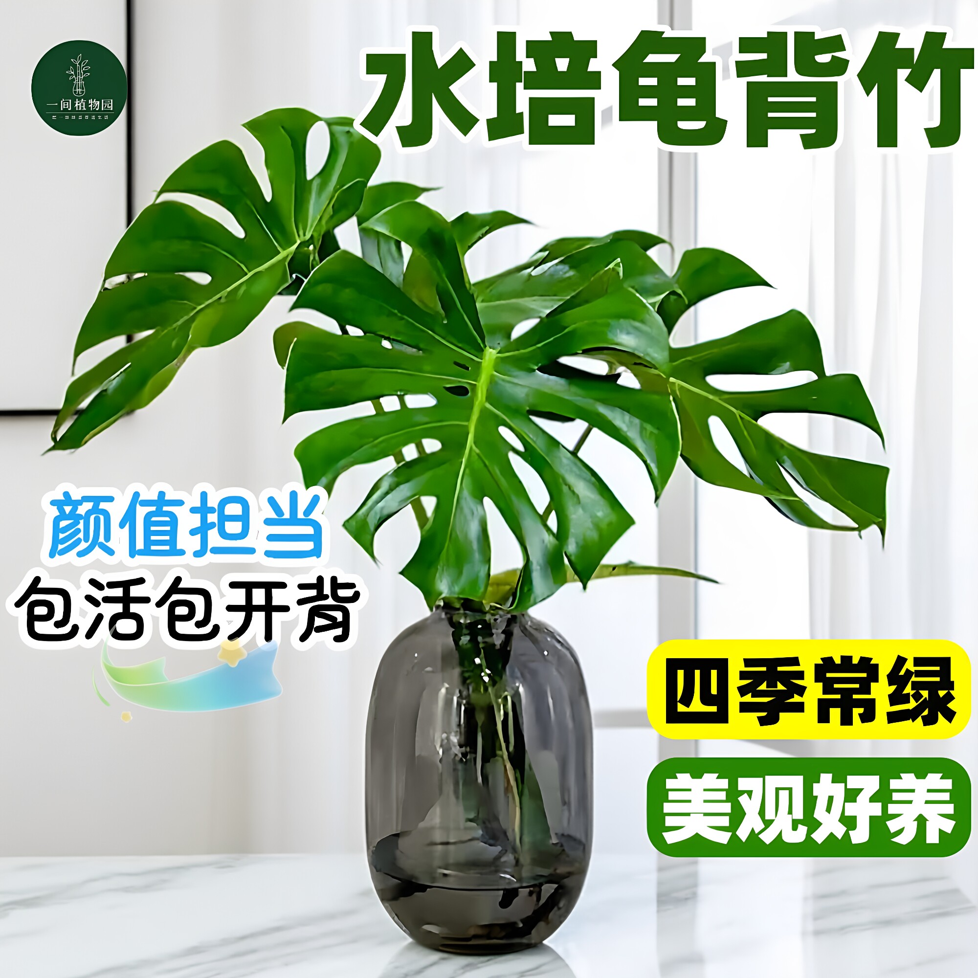 老桩龟背竹水培植物大叶开背网红北欧室内客厅除甲醛好养绿植盆栽图片