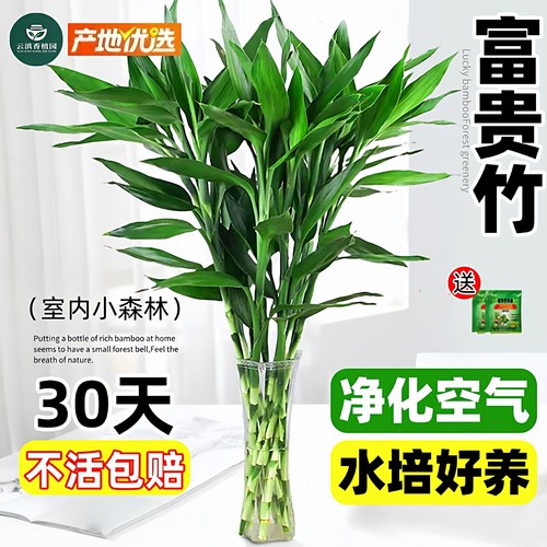 富贵竹水培植物客厅招财办公室内花卉绿植盆栽招财竹文昌竹转运竹