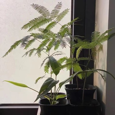 密叶猴耳环小豆树网红绿植室内大型观叶耐阴