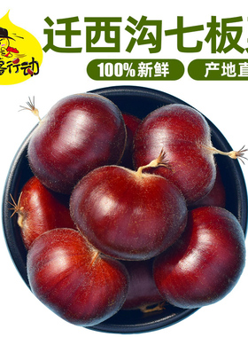 迁西沟七板栗燕山遵化野生油栗生栗子新鲜毛栗大粒粟子