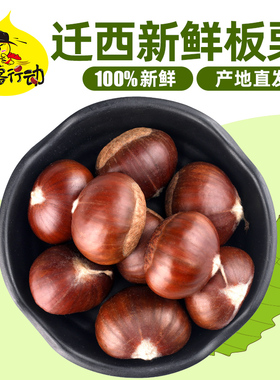 2025栗客行动迁西生板栗燕山新鲜生板栗大粒新鲜生油栗子产地直发