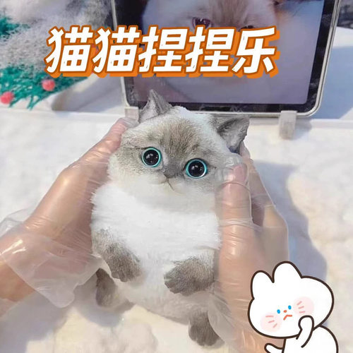 Simulation Big Fat Cat Pinch Music Hand-painted Big Mac Fat