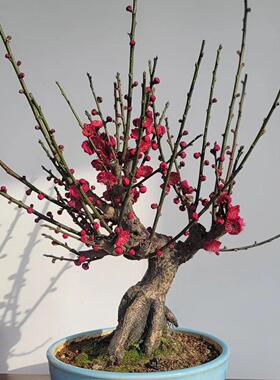 红梅花原生盆景树桩红梅树苗乌梅绿梅朱砂梅腊梅室内绿植盆栽实物