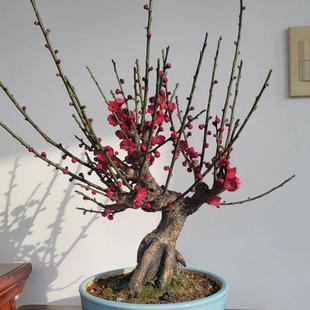 红梅花原生盆景树桩红梅树苗乌梅绿梅朱砂梅腊梅室内绿植盆栽实物