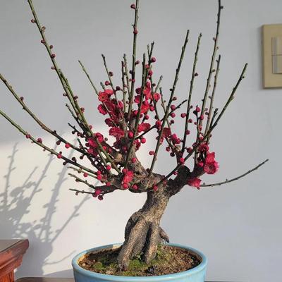 一物一拍矮杆带花苞老树桩盆景