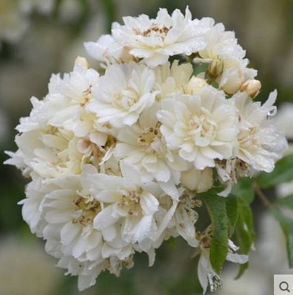 公园海棠金丝雀浓香室外爬藤植物庭院植物黄四季绿色木香花苗12在类目 鲜花速递/花卉仿真/绿植园艺, 花卉/绿植盆栽（新）, 绿植中 - 来自Buy2taobao.com提供专业的淘宝代购服务