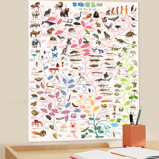生物演化简表 科普图谱 谱系树生命生物链进化之树海报 知识点