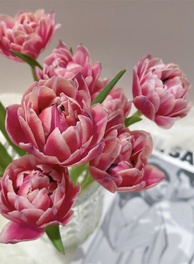 一树|郁金香鲜花 婚礼手捧花 水培插花云南基地直发 顺丰包邮